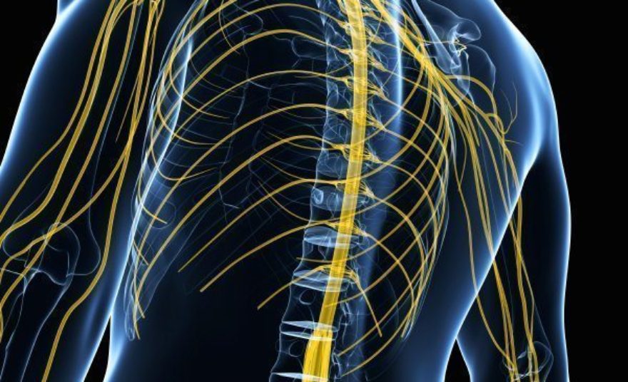 Периферические нервы симптомы. Нервы человека. Периферическая Нейро система. Фото периферических нервов. Опухоли нервной системы на руке.