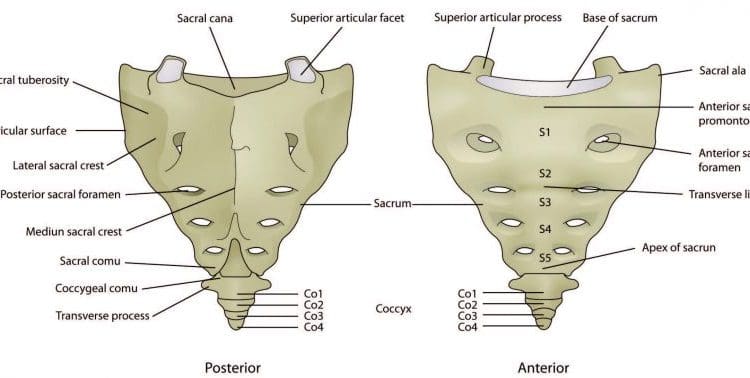 pelvic stress fractures Archives - El Paso, TX Doctor Of Chiropractic