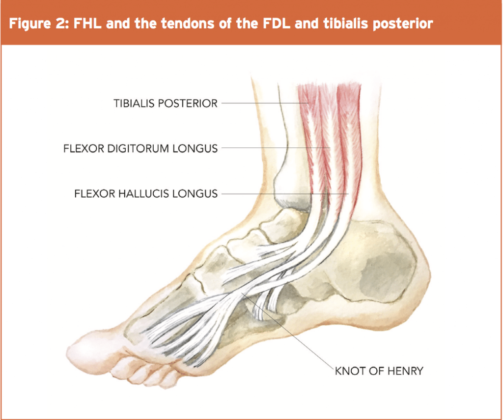 fdl tendon foot