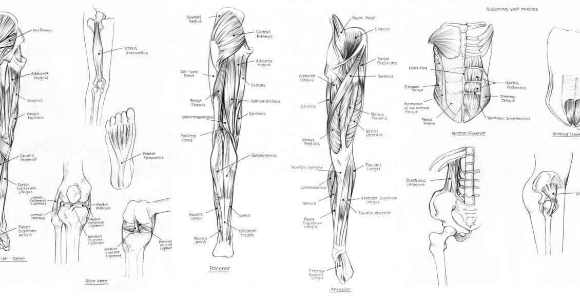 un diagrama de los músculos en los músculos del cuerpo del diagrama del cuerpo sin labels.jpg