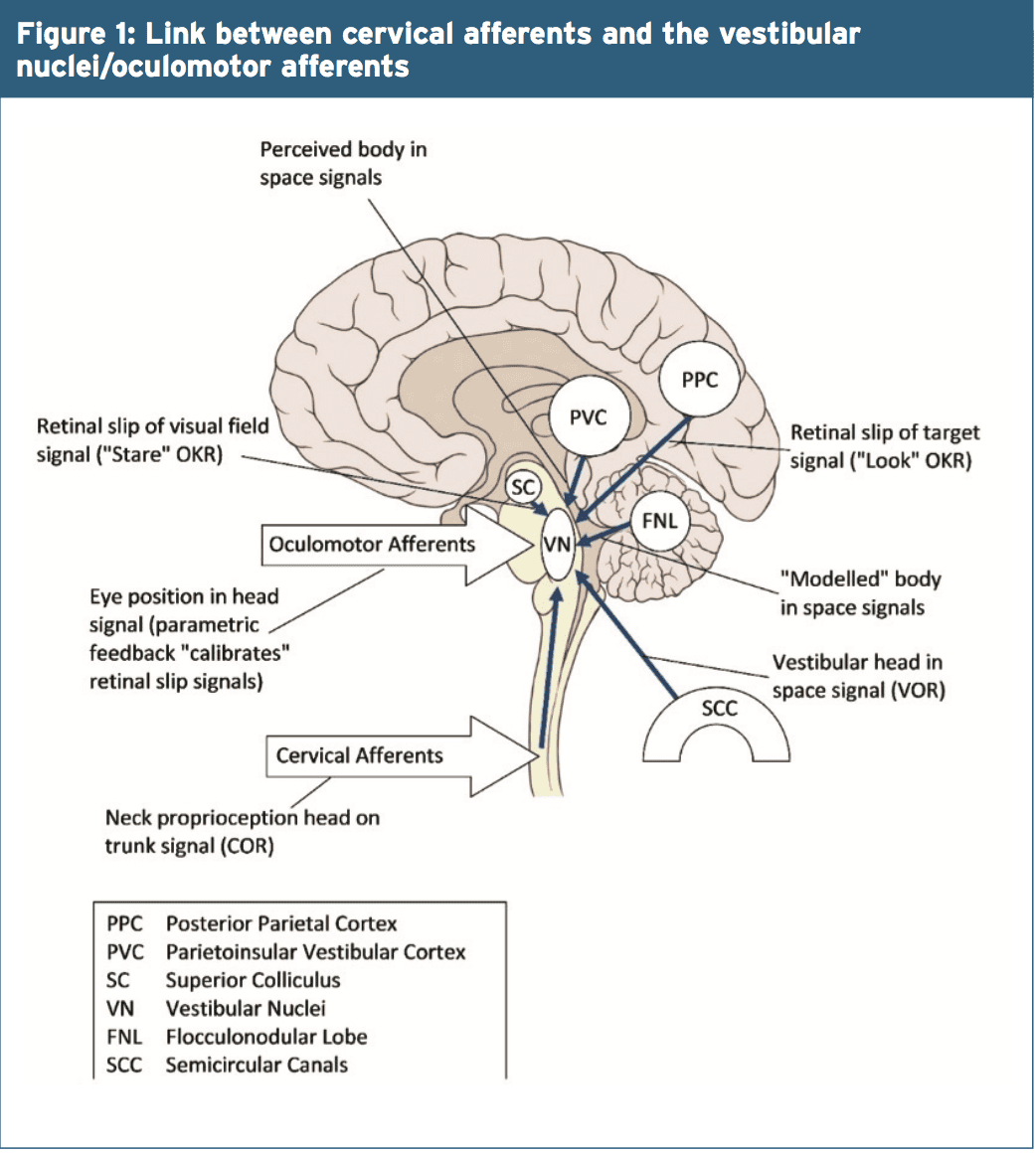 Cervicogenic Dizziness: Lost Equilibrium - El Paso, TX Doctor Of ...