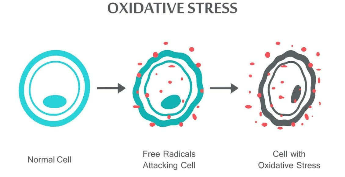 El estrés oxidativo