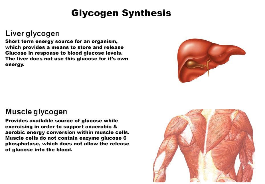 Glykogén: Pohon tela a mozgu