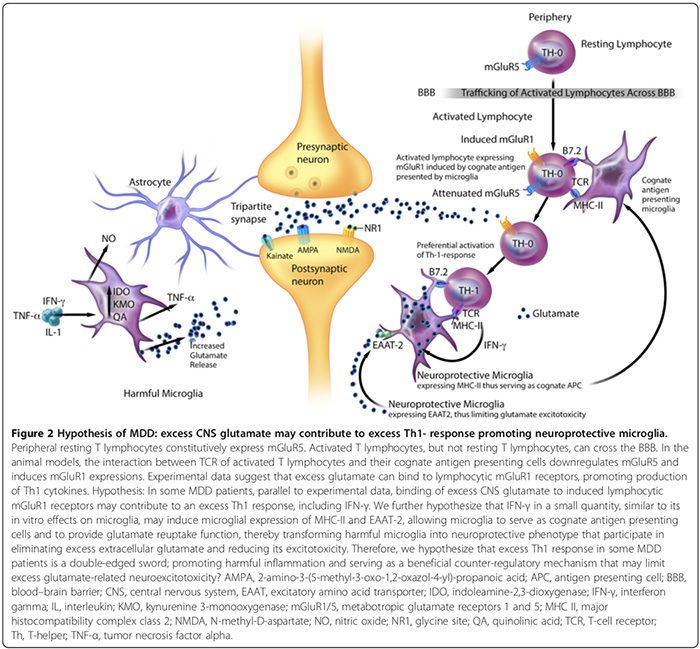 neuroinflammation fig 2