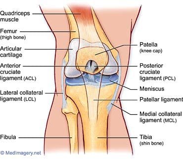 Medial collateral ligament injury: MedlinePlus Medical Encyclopedia Image