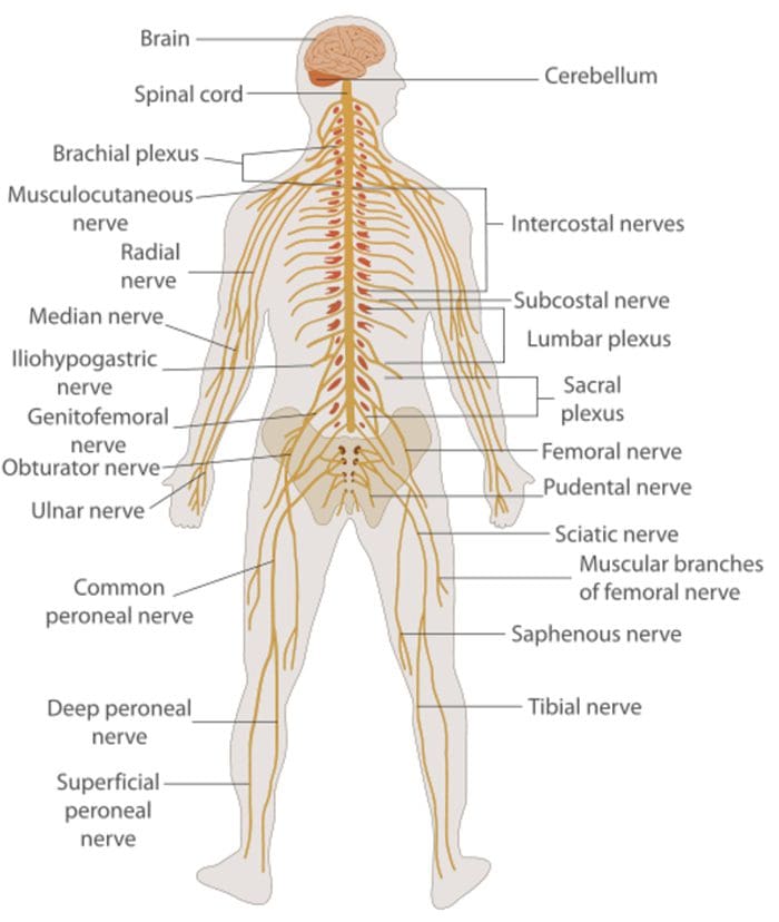 Nervous System Health and Optimal Body Function