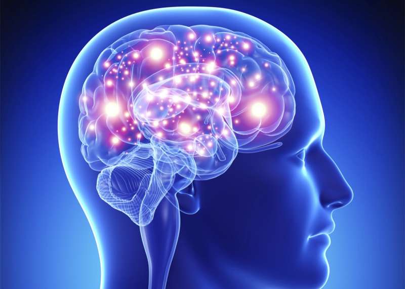 Imagen de un cerebro utilizado para demostrar los efectos de Nrf2 en enfermedades neurodegenerativas.