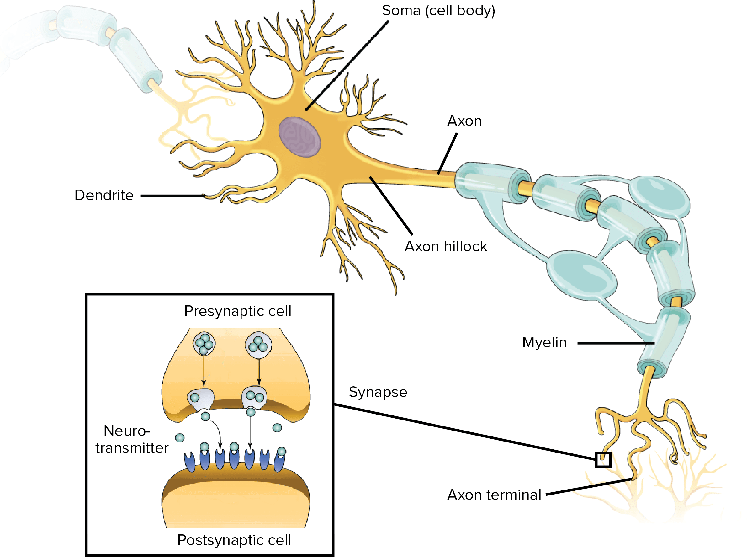 Neuron Diagram | El Paso, TX Chiropractor