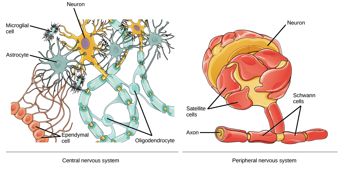 Neuron and Glial Cell Diagram | El Paso, TX Chiropractor