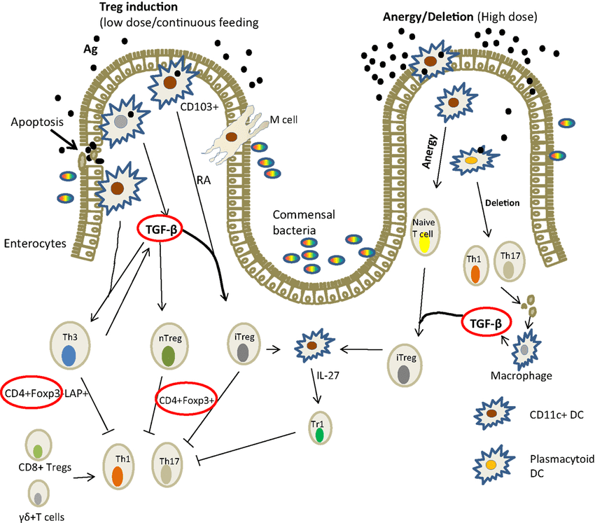 Mechanism-of-induction-of-oral-tolerance-in-the-gut-in-mammals-adapted-from-Ref-36
