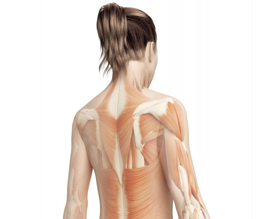 Muscles Move and Support the Spine