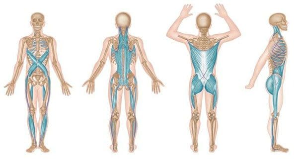 Crampi muscolari e spasmi muscolari: approfondimento sulla biochiropratica