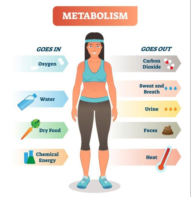 metabolism-infographic_02.jpg