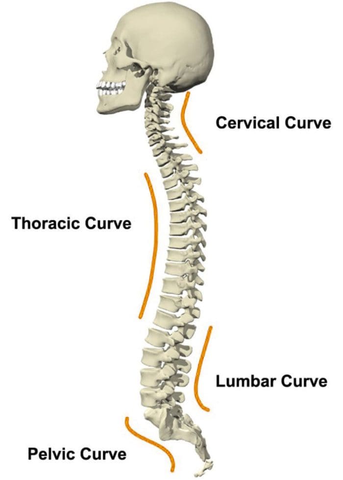 11860 Vista Del Sol, Ste. 128 La alineación adecuada de la columna vertebral se logra mediante la reparación quiropráctica