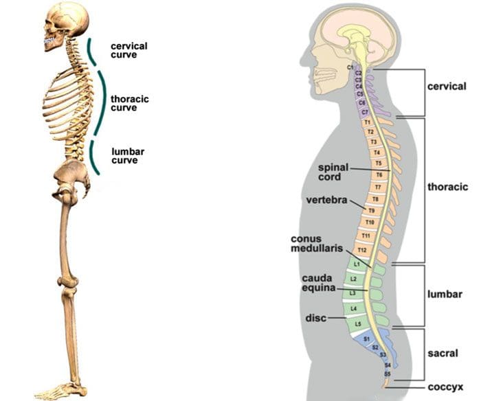 Curvaturas normotípicas de la columna vertebral./ Adaptado de