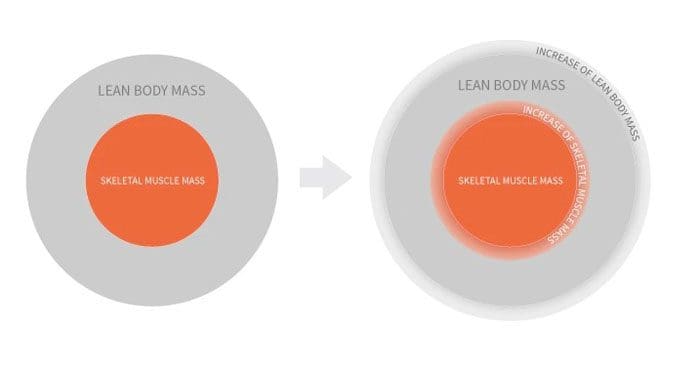 The Difference Between Muscle Mass and Lean Body Mass