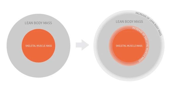 La differenza tra massa muscolare e massa corporea magra