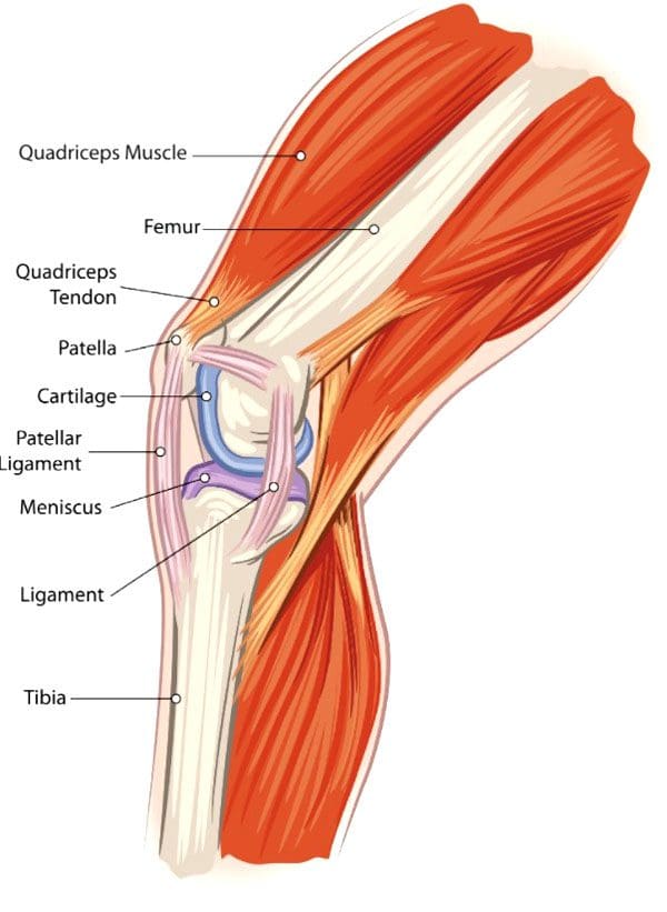 Serişteyên Pisporê Ji bo Dûr Birînên Knee Weightlifting