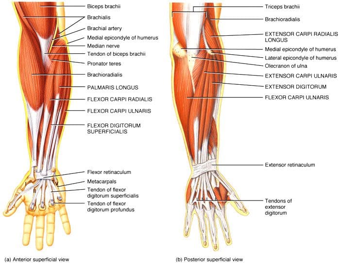 Chiropractic Wrist and Hand Adjustments