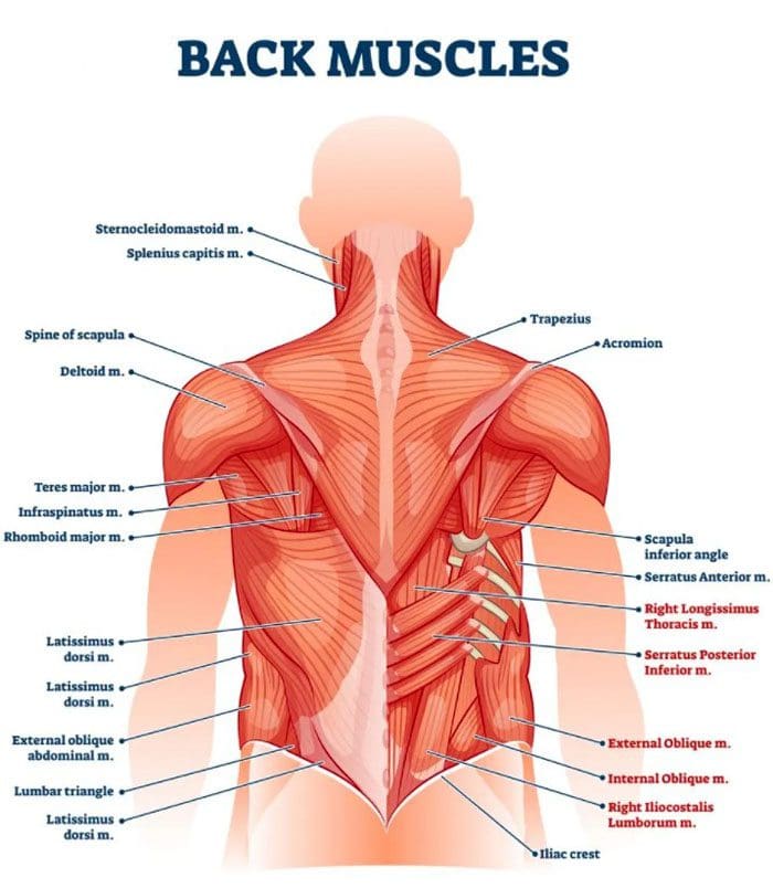 Sforzo, spasmi, lesioni ai muscoli dorsali