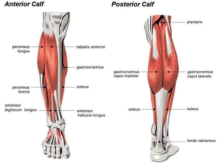 Calf Soreness, Pain and Chiropractic Treatment