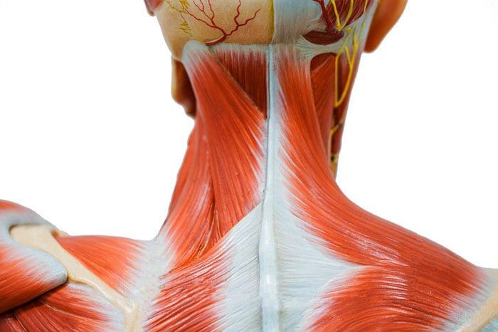 Tensión en el cuello, alivio y movimiento restaurados con quiropráctica
