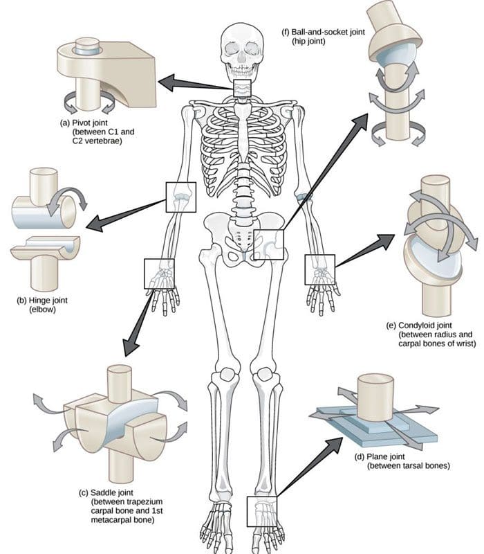 Exploring the Functions and Movements of Hinge Joints