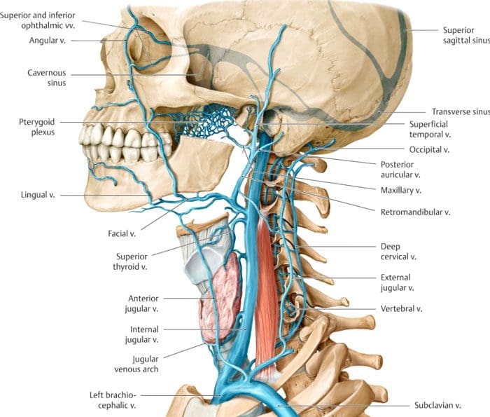 Neck Crepitus Cracking, Grinding Sounds