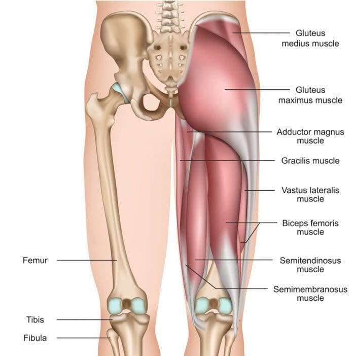 Tense Hips Hamstrings And Back Pain   Posterior Hip Thigh Hamstring Anatomy Illustration 02 