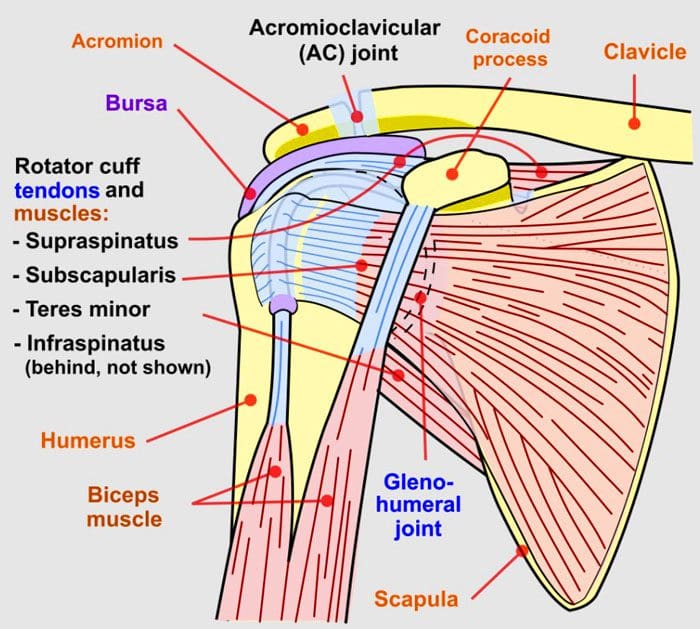 Pain Under The Shoulder Blade