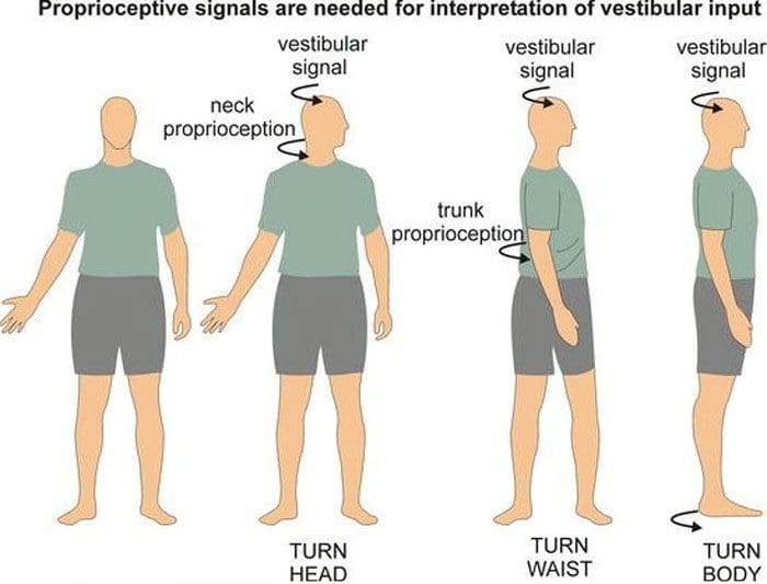 Kinesthesia: Body Sense Positioning