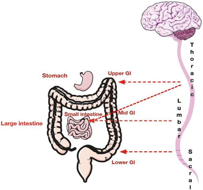 Estrés gastrointestinal y digestión