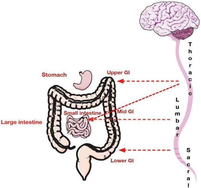 Stresa Gastrointestinal û Digestion