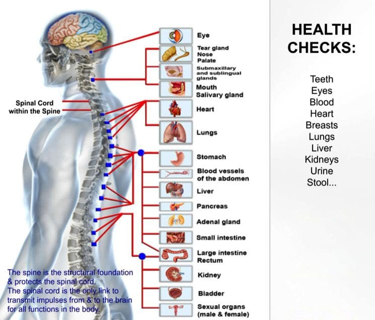 Alimentazione, sistema nervoso e colonna vertebrale