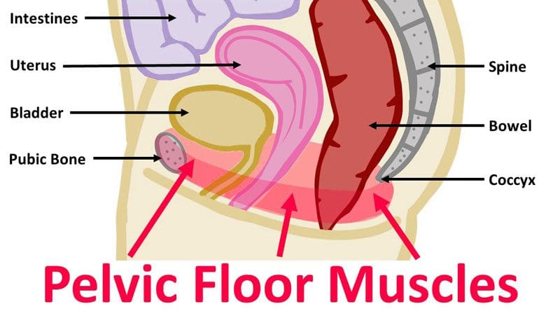 Pelvic Floor Pain and Back Pain