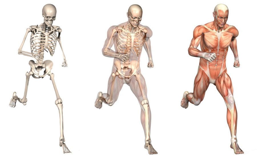 Mecánica estructural y movimiento: explicación de la biomecánica