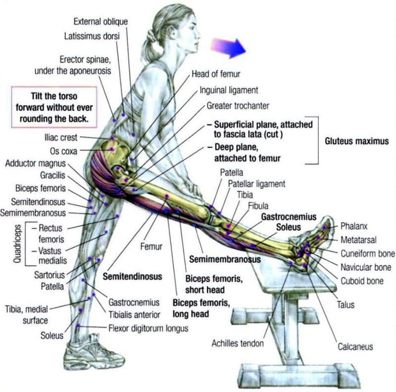 Fondamenti di stretching del corpo