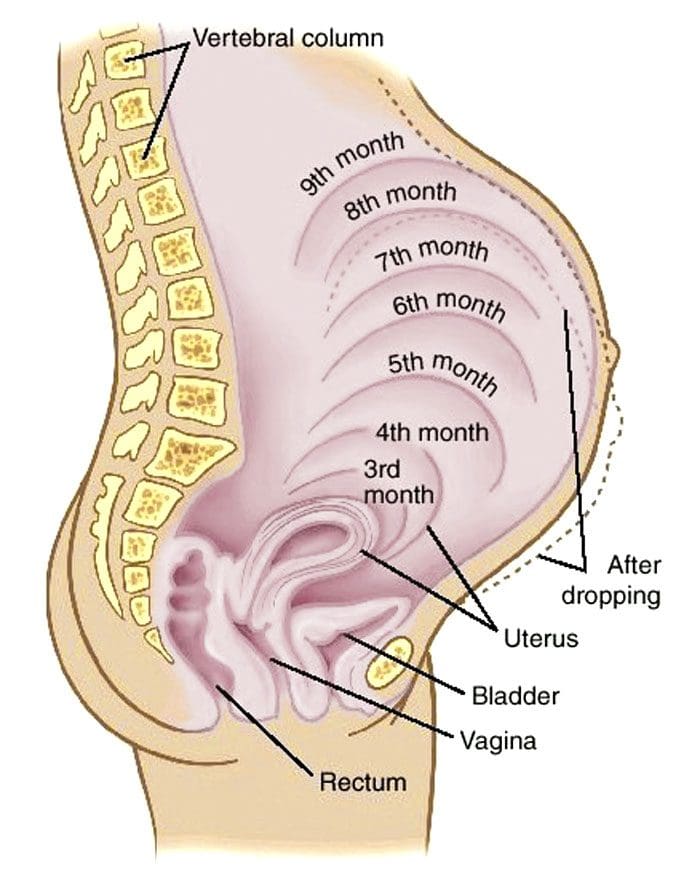 Pregnant and Chiropractic