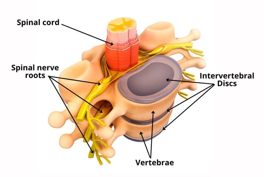 Enhancing Intervertebral Disc Health: Strategies for Well-being