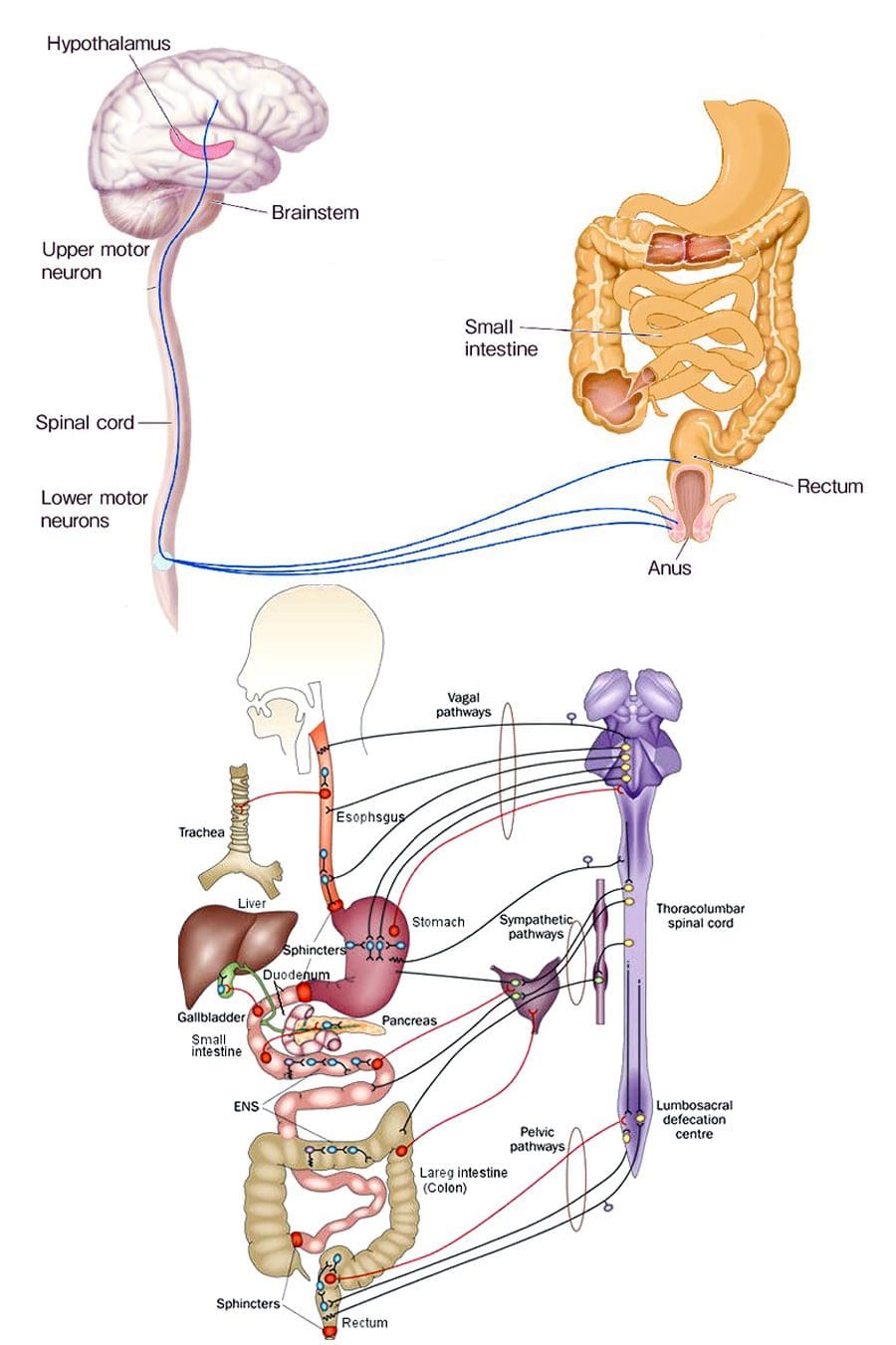 Decompressione e digestione spinale