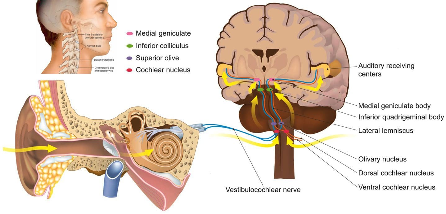 Problemi all'orecchio: Chiropratico di connessione della colonna vertebrale