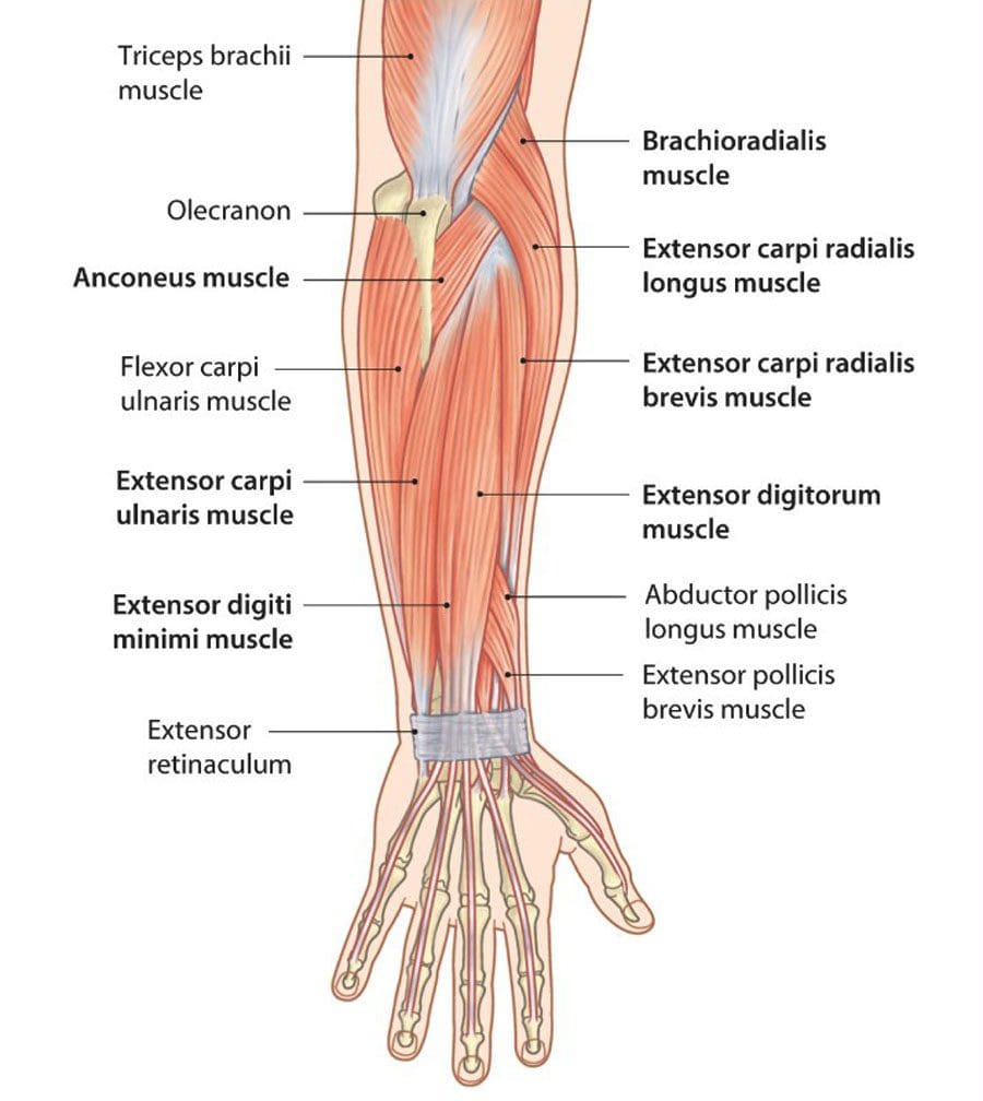 Quiropráctico de dolor de antebrazo