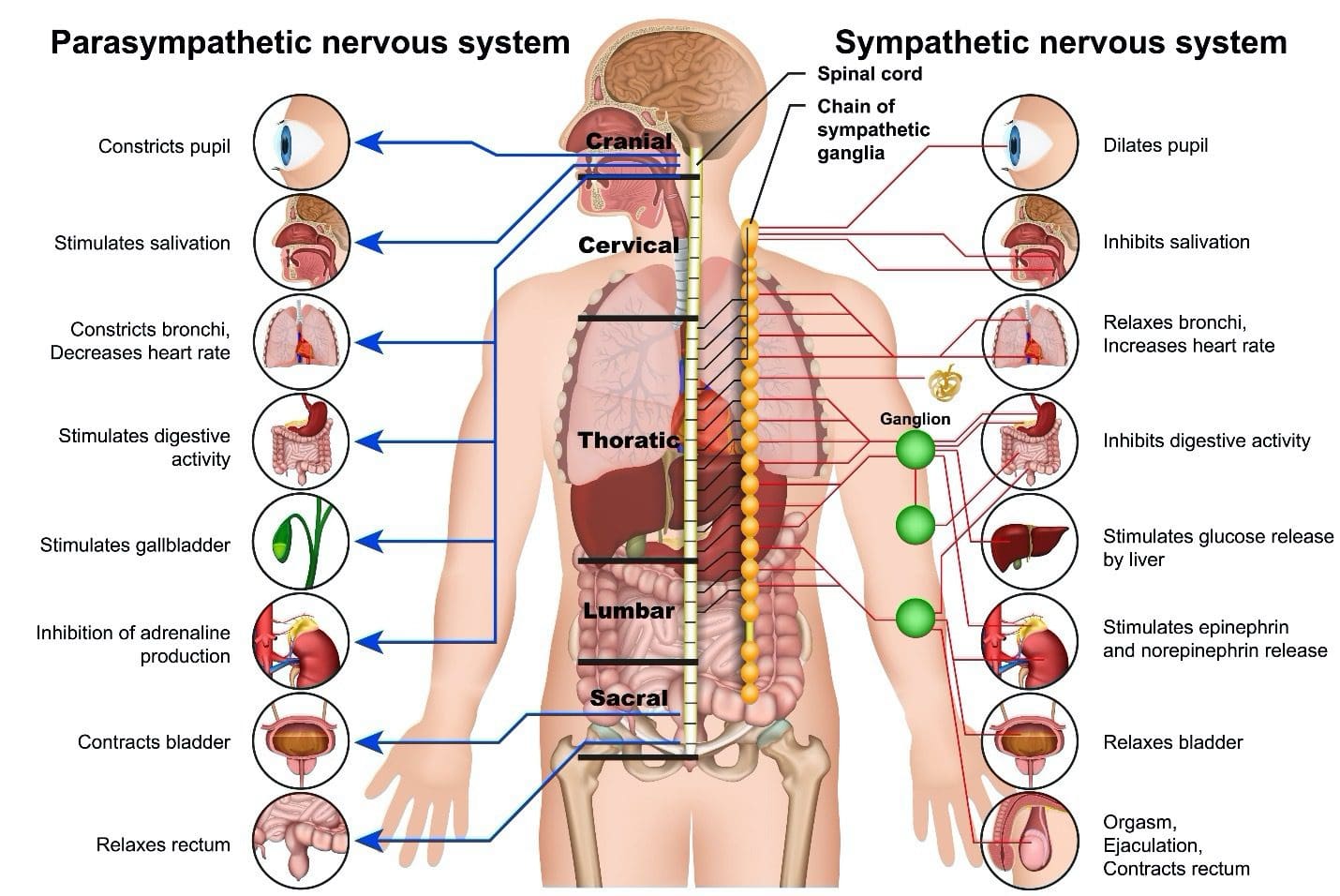 Mantenere forte il sistema nervoso: chiropratica EP