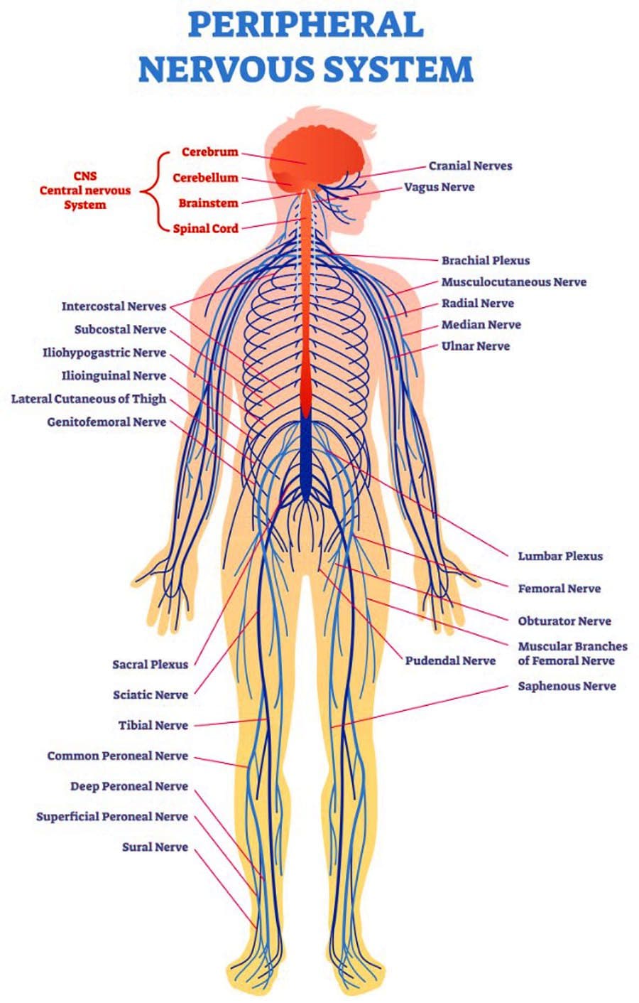 Unsa ang Viscerosomatic Reflex?