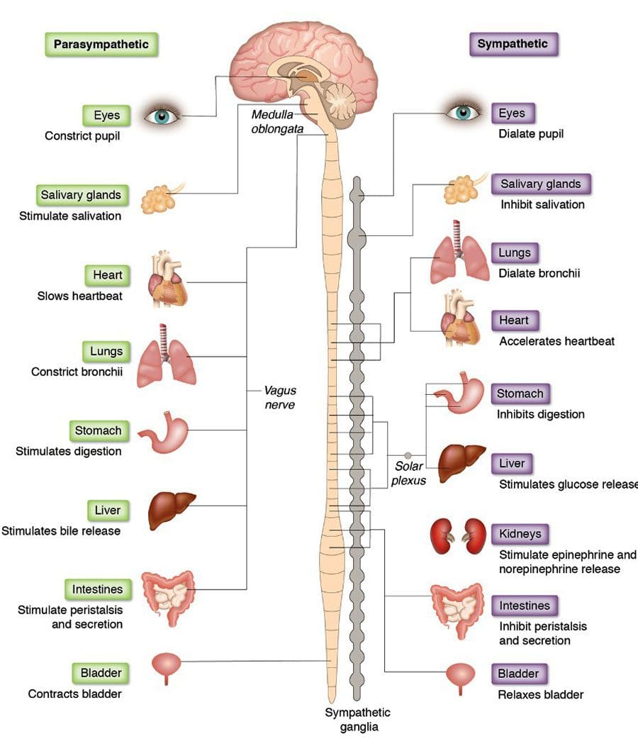 Viscerosomatic Reflex: පීඩාවට පත් වූ අභ්යන්තර අවයවයන් පිටුපස වේදනාව ඇති කළ හැකිය