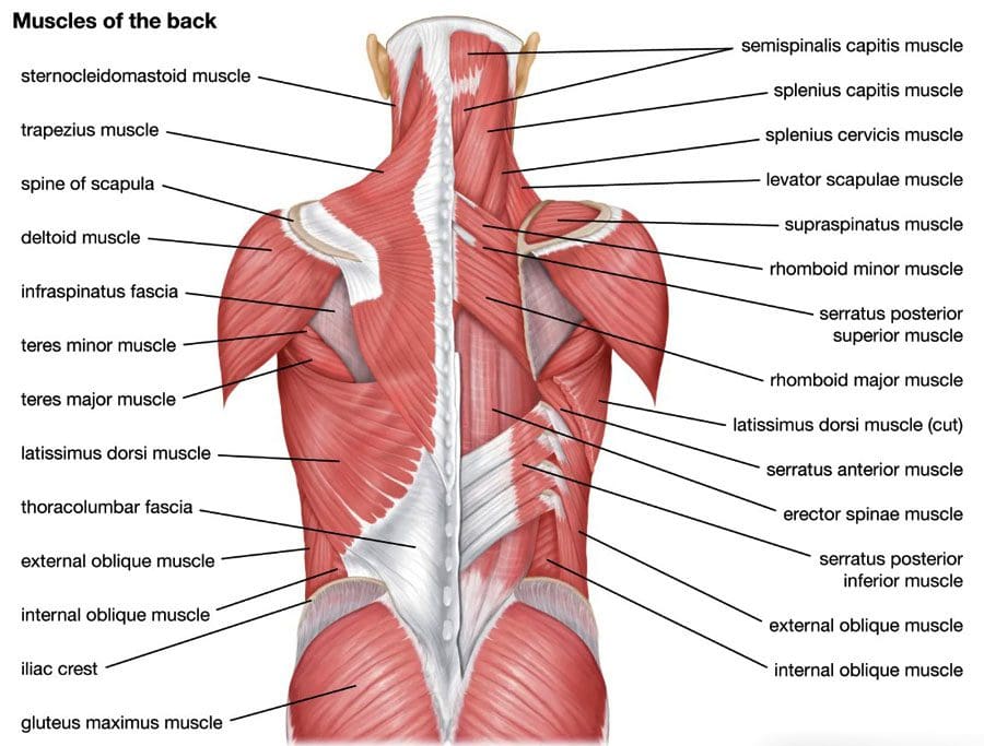 Telové spojivové tkanivo/fascia: Napätosť, bolesť a chiropraxe