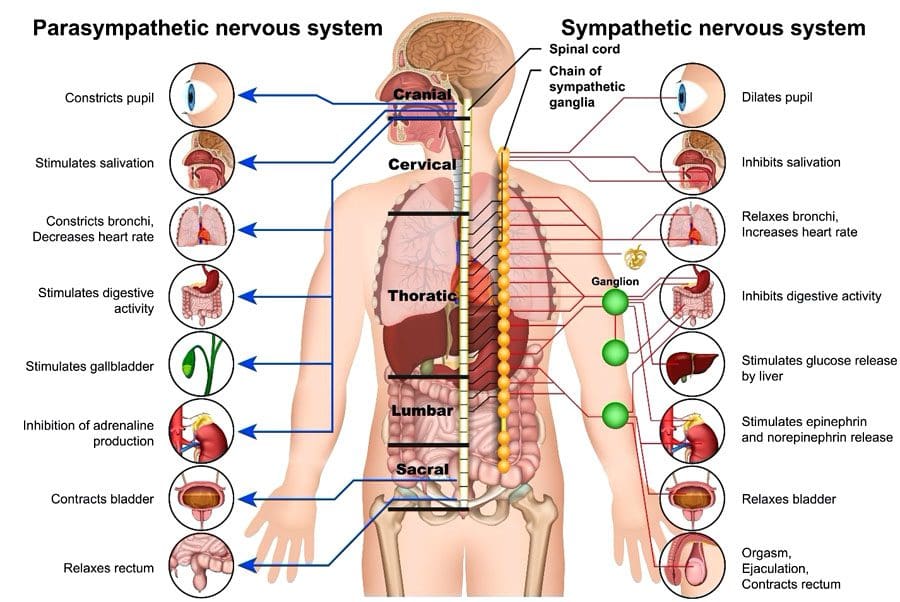 The Parasympathetic Nervous System: Rest, Digest, and Relax