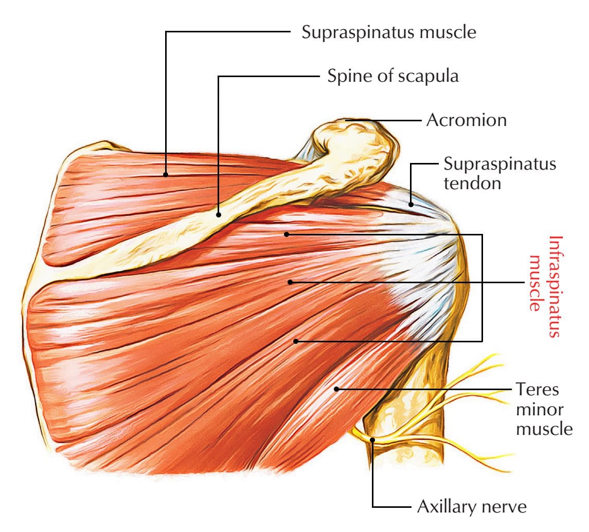 Infraspinatus Muscle