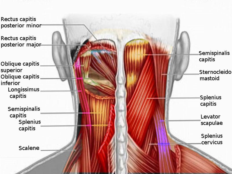 Splenius Cervicis мышца