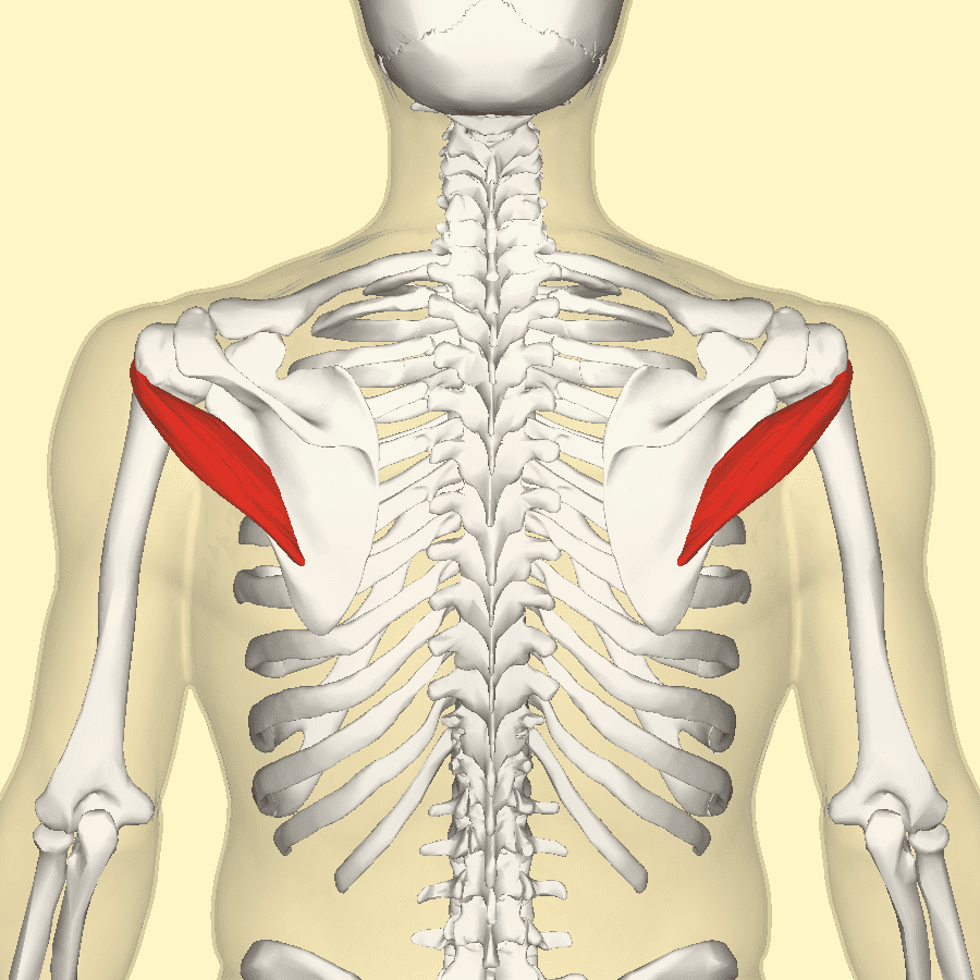 The Teres Minor Muscle Affected By Trigger Points - El Paso, TX
